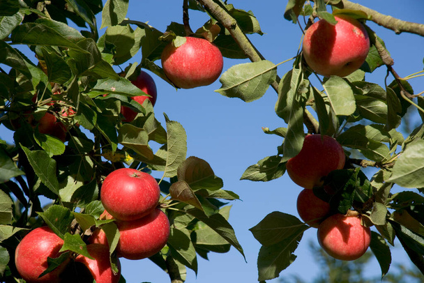Ярко-красные яблоки созревают на дереве
 - Фото, изображение