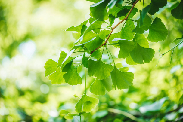 Ginkgo biloba ağacı yaprakları yakın çekim fotoğrafı - Fotoğraf, Görsel