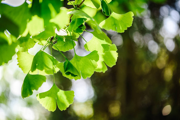 Ginkgo biloba tree leaves close up photo - Photo, Image