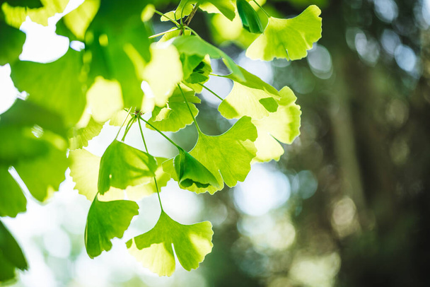 Ginkgo biloba tree leaves close up photo - Photo, Image