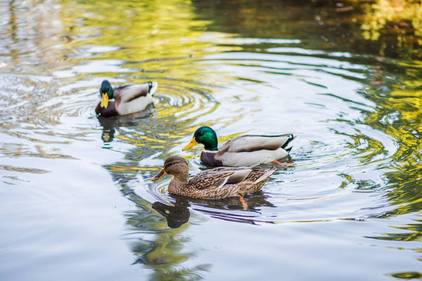 Egy csapat kacsa úszkál egy tóban a parkban. Nyári fotó - Fotó, kép
