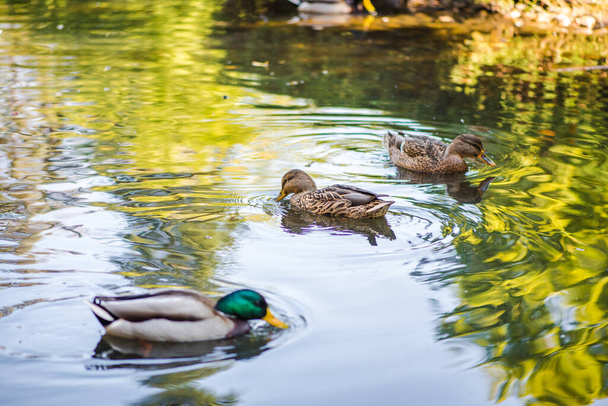 Um bando de patos a nadar num lago no parque. Fotos de verão
 - Foto, Imagem