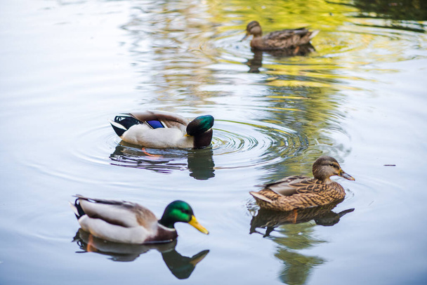 A flock of ducks swimming in a pond in the park. Summer photo - Foto, Imagen