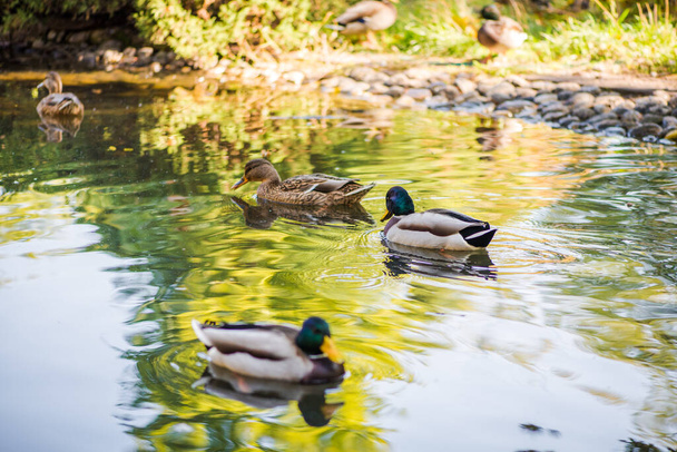 Parktaki gölette yüzen bir ördek sürüsü. Yaz fotoğrafı - Fotoğraf, Görsel