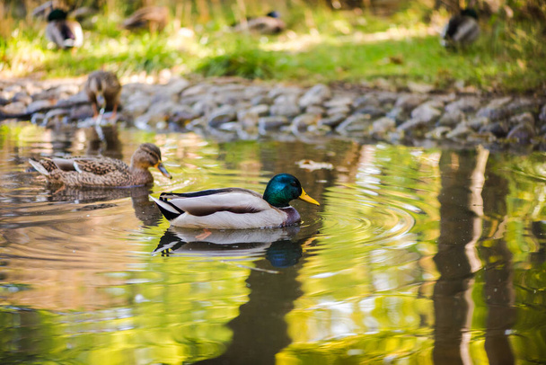 A flock of ducks swimming in a pond in the park. Summer photo - Foto, afbeelding