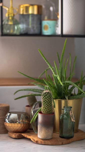 desert plants on the kitchen counter - Fotografie, Obrázek