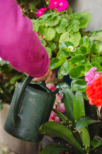 mayo woman hands watering flowers at home - Foto, Imagen