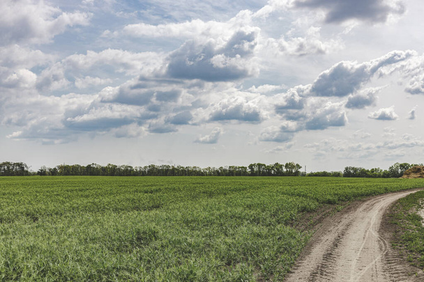 Мальовниче горохове поле з брудною дорогою та блакитним фоном неба. Прекрасний весняний сонячний хмарний день у сільській місцевості
. - Фото, зображення