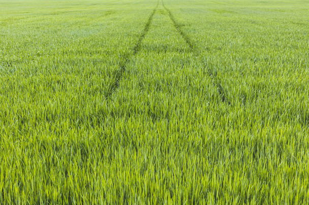 Το χωράφι του νεαρού σιταριού. Ιστορικό πράσινο γρασίδι. Σχέδιο γεωργίας. Σειρές νεαρών βλαστών σιταριού. - Φωτογραφία, εικόνα