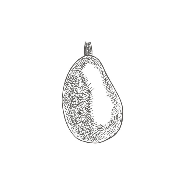 Fetus Avocado. Botanical illustrations in the engraving style.. Collection of hand-drawn flowers and plants. Tropical plant. - Vector, afbeelding