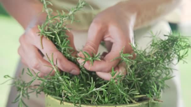 the cook rips off the fresh thyme for spicing the dish - Footage, Video
