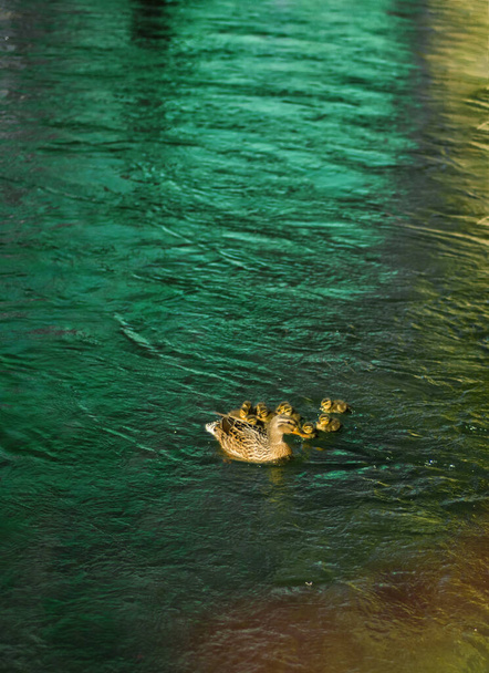 Κάθετη εικόνα της πάπιας με χαριτωμένα παπάκια, μωρά πάπιας, μετά τη μητέρα, λίμνη, συμβολική εικονική αρμονική ειρηνική οικογενειακό πορτρέτο των ζώων μετά την ομάδα ομαδοποίηση της αρμονίας ασφαλείας ομάδα - Φωτογραφία, εικόνα