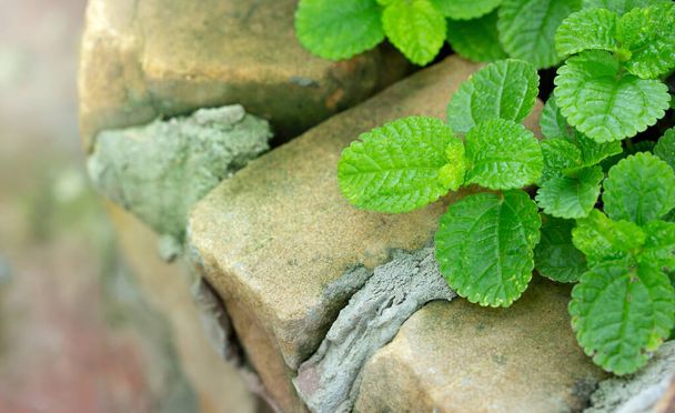 Detailní záběr Episcia Rostlina se zeleným listem v zahradě - Fotografie, Obrázek
