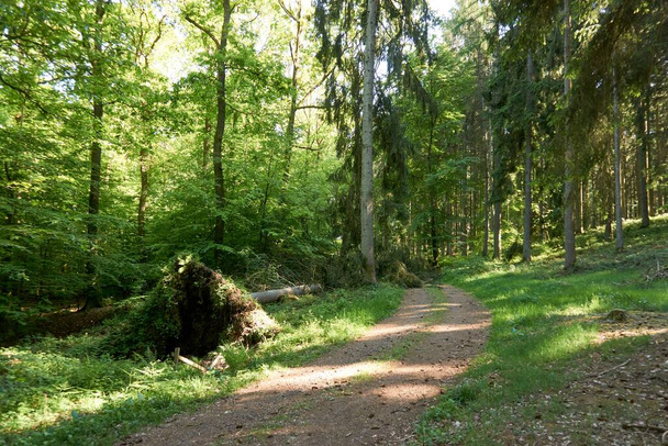 Escursioni su un sentiero forestale nel Vulkaneifel, Germania
 - Foto, immagini