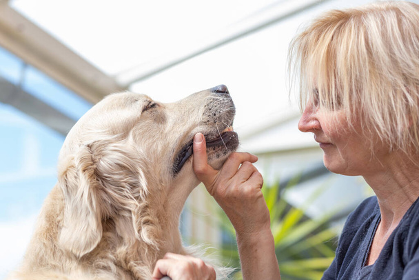Closeup view of a professional groomer looking into the eyes of a Golden Retriever Dog supporting his chin. Horizontally.  - Photo, image