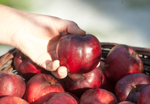 Потребитель достает из корзины свежее красное яблоко
 - Фото, изображение