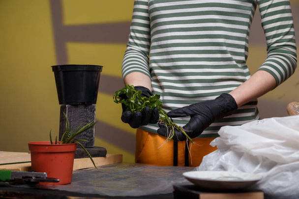 Vrouwelijke tuinman handen in handschoenen met kalanchoë plant. Planten binnenshuis bloemen concept.  - Foto, afbeelding