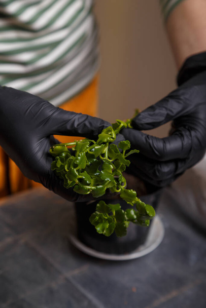 Nahaufnahme einer Gärtnerin in Handschuhen, die eine Kalanchoe-Pflanze hält. Konzept zur Bepflanzung von Innenräumen.  - Foto, Bild