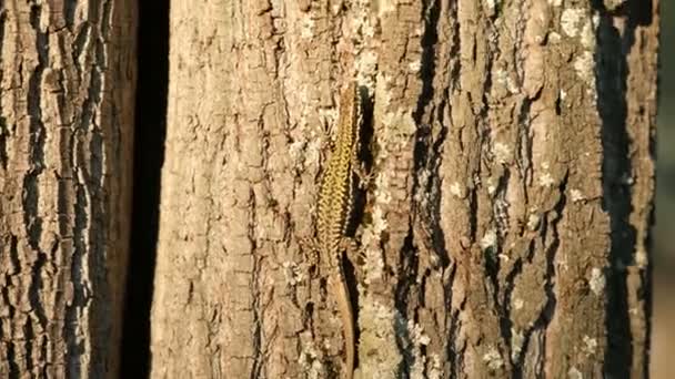 Podarcis siculus The Italian field lizard tree bark in the sun - Footage, Video
