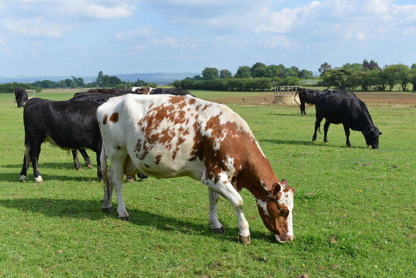 krowy na polu - Zdjęcie, obraz