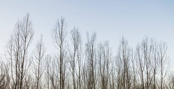 Σειρά δέντρων που φυτρώνουν σε φόντο γαλάζιου ουρανού με χώρο αντιγραφής και κειμένου. - Φωτογραφία, εικόνα