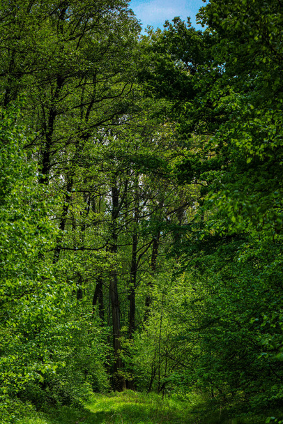 in the depths of the forest - Lower Silesia - Poland - Sieniawka - Фото, изображение