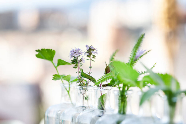 Herbs in bottles focus in thyme plant - Photo, Image