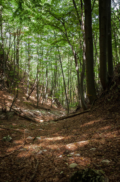 path in the mountain forest for your design - Foto, imagen