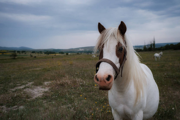 Прекрасний білий поні на полі в селі. Хмарно, заспокойся перед дощем. Ідея та концепція свободи, релаксації та подорожей
. - Фото, зображення