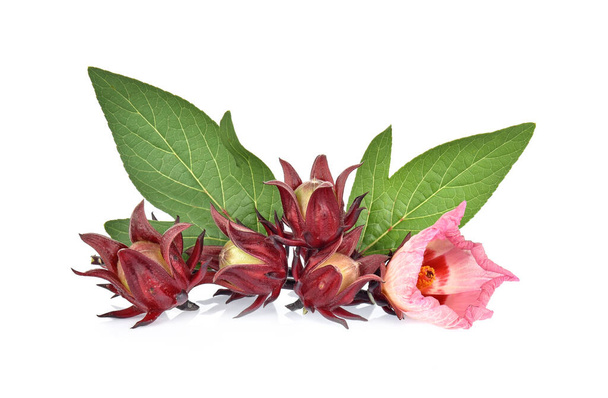 Roselle hibiscus en groen blad op witte achtergrond - Foto, afbeelding