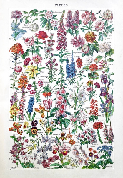Old illustration about flowers by Adolphe Philippe Millot printed in the french dictionary "Dictionnaire complet illustre" by the editor Larousse in 1889. - Photo, Image
