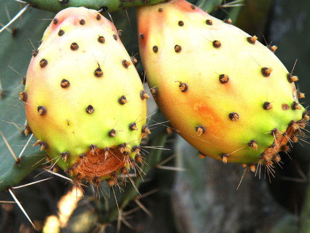Cactus fruit ripe - Photo, Image