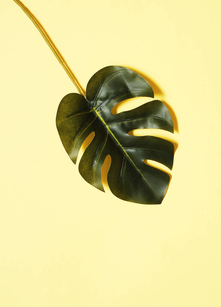 Monstera leaves on yellow background. - Foto, imagen