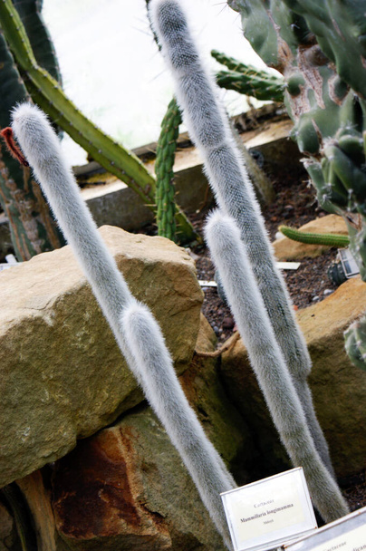 oblong cactus with spines in the garden green tall - Photo, Image
