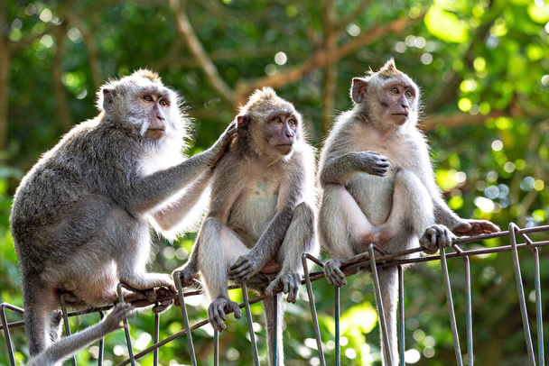 Ubud Maymun Ormanı, Bali, Endonezya 'da çitlerde oturan sevimli komik maymunlar.  - Fotoğraf, Görsel