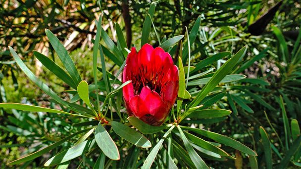 Beautiful bright flower - protea - a symbol of South Africa. Scarlet petals in the shape of a bowl, in the center of the stamen. Juicy green leaves. - Photo, Image