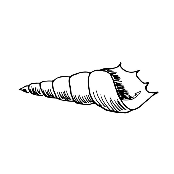 Sea Ocean Shell Reeve isoliert auf weißem Hintergrund. Vector handgezeichnete Illustration im reralistischen Skizzenkritzelstil. Konzept von Strand, Sammlung, Unterwassertier, Tauchen, Souvenir, Welpe - Vektor, Bild