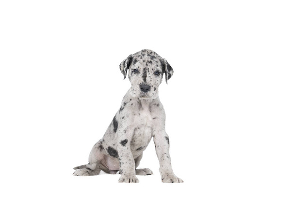 Büyük Danua Köpeği ya da Alman Köpeği yavrusu, dünyanın en büyük köpek yavrusu, Pallequin kürkü, siyah benekli beyaz, beyazlar içinde tek başına oturuyor. - Fotoğraf, Görsel