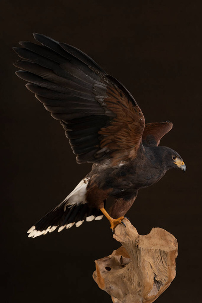 A stúdió portré egy madár préda közeli, Harris sólyom (Parabuteo unicinctus) ül egy fatörzsön egy fa barna és fekete háttér - Fotó, kép