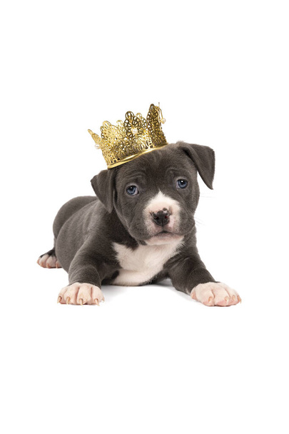 Egy fajtiszta amerikai Bully vagy Bulldog kölyök kék-fehér bundával, arany koronával, elszigetelve, fehér alapon. - Fotó, kép