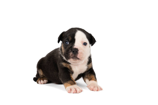 Portret van een drie weken oude Old English Bulldog puppy liggend geïsoleerd tegen een witte achtergrond - Foto, afbeelding