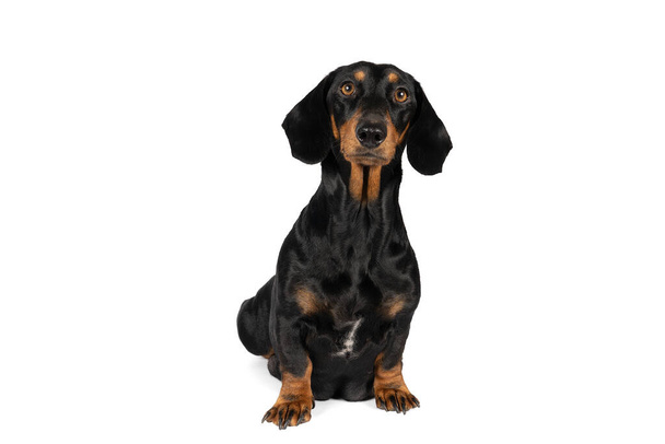 Beyaz arka planda izole bir şekilde oturan siyah ve kahverengi bir dachshund köpeği portresi - Fotoğraf, Görsel