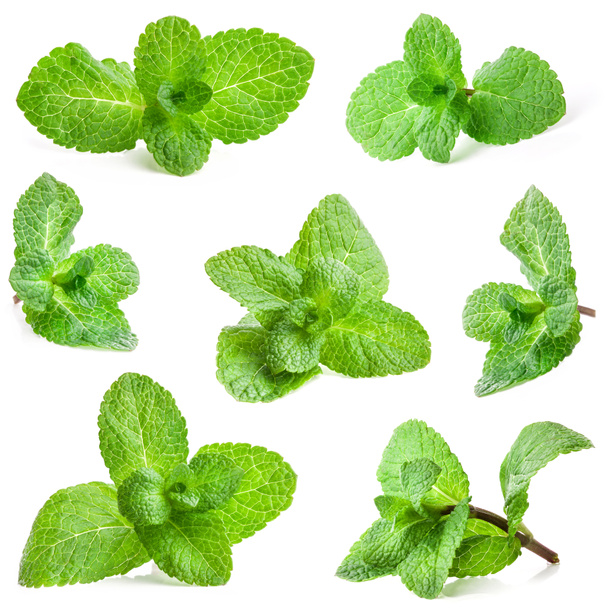 Collections of Fresh mint - Foto, afbeelding