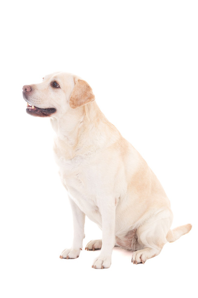 mladý krásný zlatý pes sedící izolované na bílém - Fotografie, Obrázek