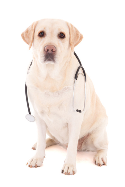 dog sitting with stethoscope isolated on white - Photo, image