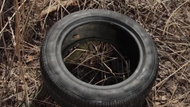 Vecchio pneumatico usurato nella foresta
 - Filmati, video