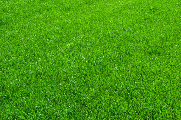 Hierba verde - Foto, imagen