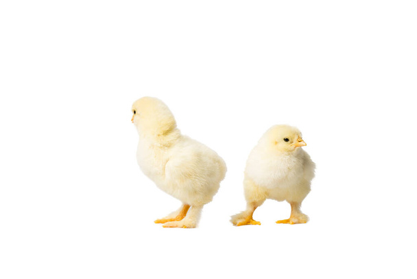 Jeunes poulets jaunes moelleux de Pâques debout sur fond blanc - Photo, image
