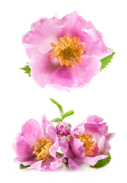 Dog rose (rosa canina) λουλούδια - Φωτογραφία, εικόνα