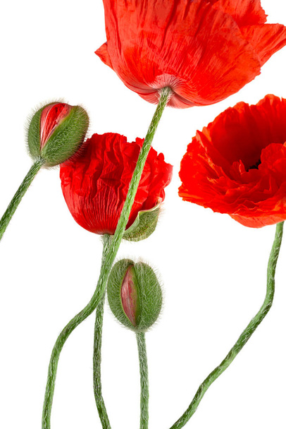  Composition de coquelicots décoratifs rouges fleuris et de bourgeons verts non découverts sur fond blanc en studio. Affiche, bannière, carte
 - Photo, image